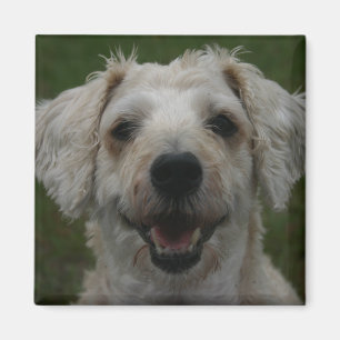 Imã Mollywog o ímã do cão