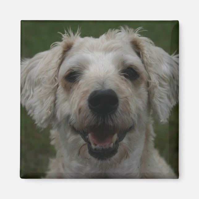 Imã Mollywog, o Magneta do Cachorro (Frente)