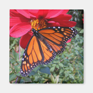 Imã Monarca 4 ~ ímã