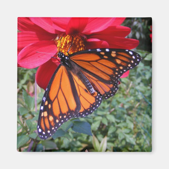 Imã Monarca 4 ~ ímã (Frente)