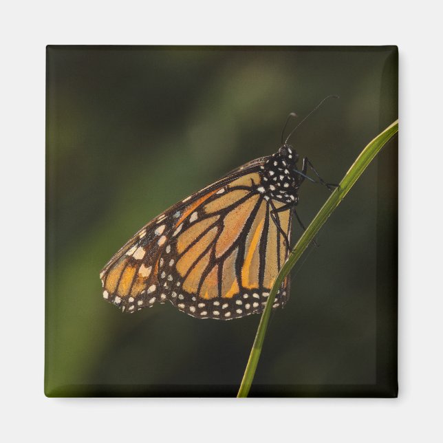 Imã Monarca à luz (Frente)