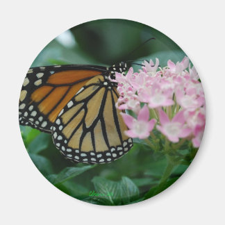 Imã Monarca Borboleta Magnet