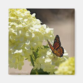 Imã Monarca e Flores