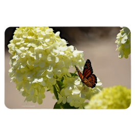 Ímã Monarca e Flores