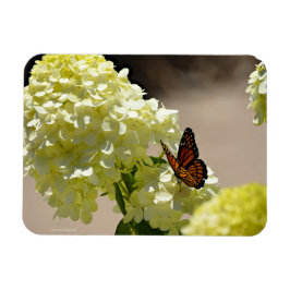 Ímã Monarca e Flores