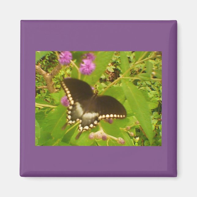 Imã Monarca Preta (Frente)