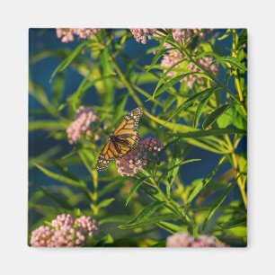 Imã Monarch And Milkweed