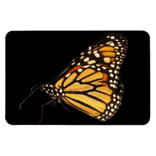 Ímã Monarch Butterfly