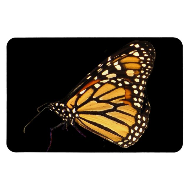 Ímã Monarch Butterfly (Horizontal)