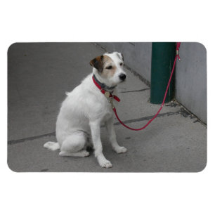 Ímã Mongrel Branco Doce