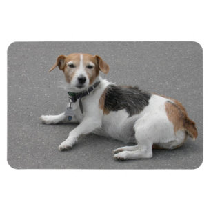 Ímã Mongrel de Beagle