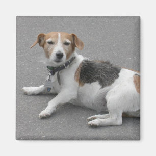 Imã Mongrel de Beagle