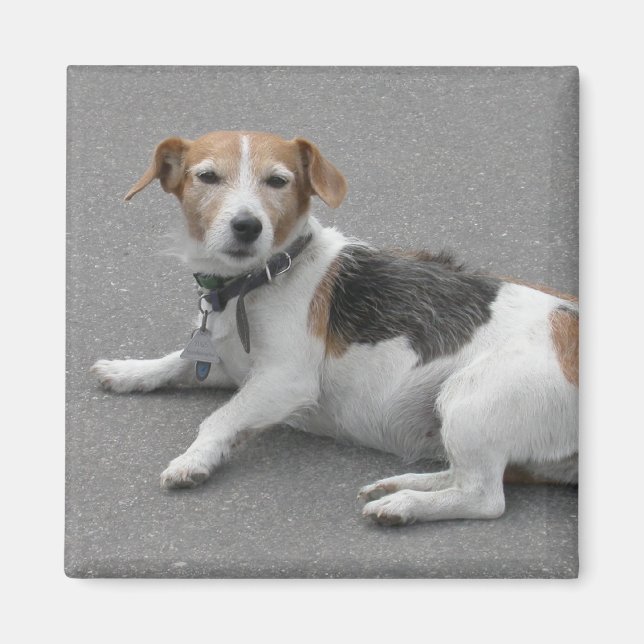 Imã Mongrel de Beagle em Cute (Frente)