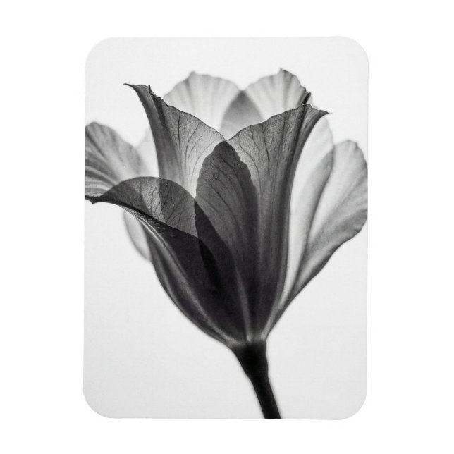 Ímã Monochrome botanical fine art photograph (Vertical)