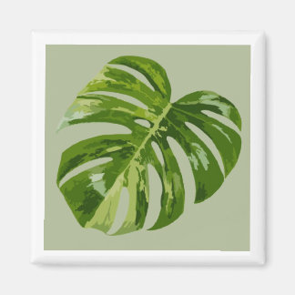 Imã Monstera Albo Hero Leaf Magnet — Rare Variegation 