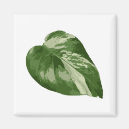 Imã Monstera Albo Leaf Magnet — Rare Variegation 