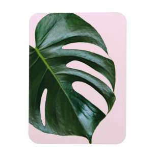 Ímã Monstera Tropical Leaf