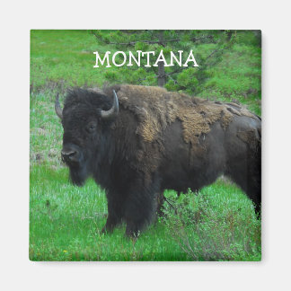 imã Montana Bison
