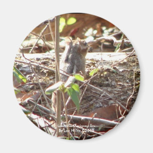 Imã Montanha de Primaveras Quentes, Presentes de Chipm