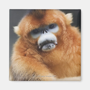 Imã Montanhas de Qinling