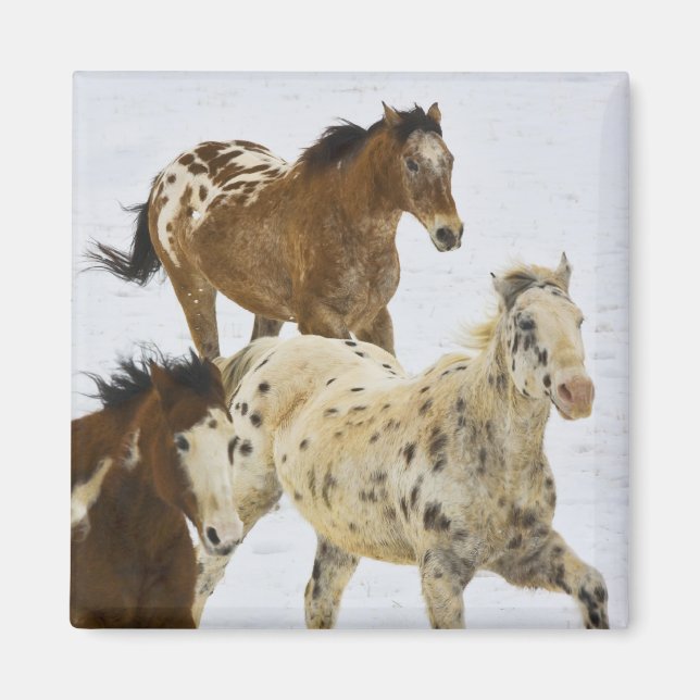 Imã Montanhas do Big Horn, cavalos que funcionam na (Frente)