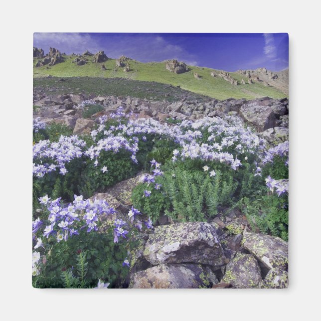 Imã Montanhas e flores silvestres em prado alpino, (Frente)