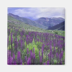 Imã Montanhas e flores silvestres em prado alpino, 2