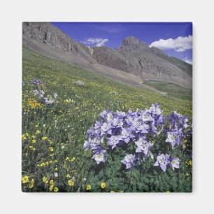 Imã Montanhas e flores silvestres em prado alpino, Azu