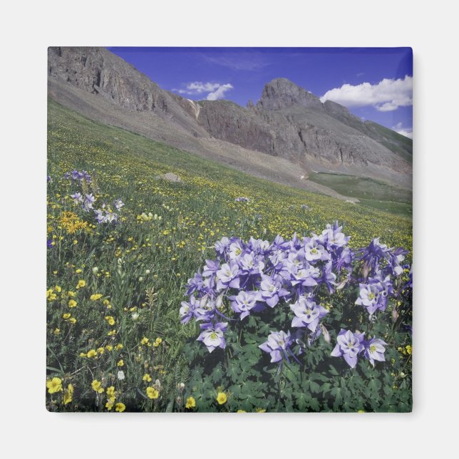 Imã Montanhas e flores silvestres em prado alpino, Blu (Frente)