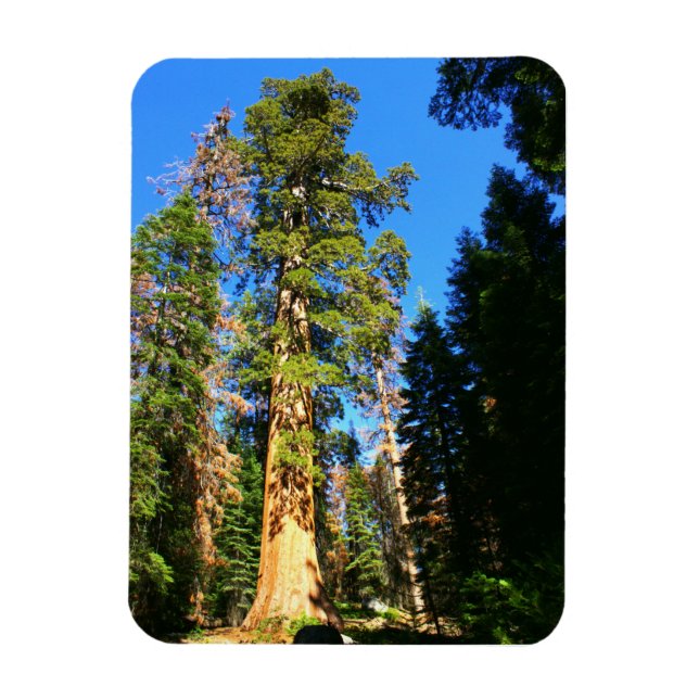Ímã Monumento Nacional Giant Sequoia (Vertical)