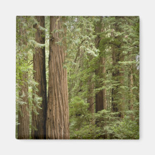 Imã Monumento Nacional Muir Woods, Norte