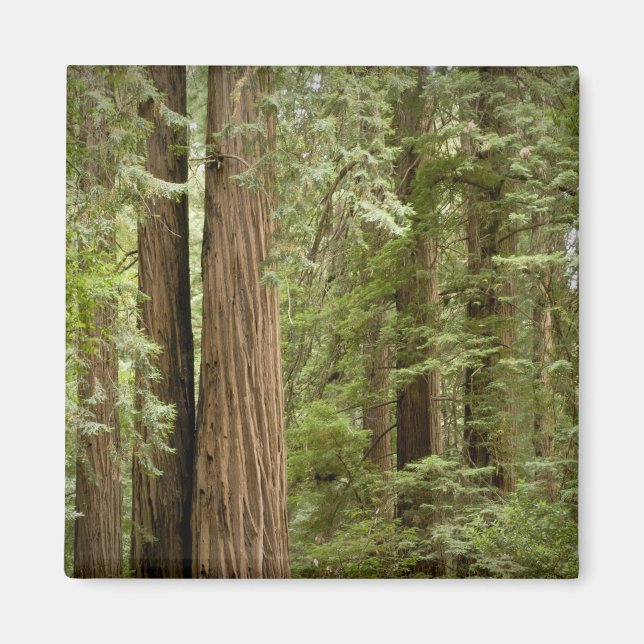 Imã Monumento Nacional Muir Woods, Norte (Frente)
