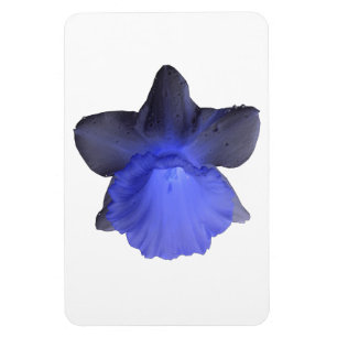 Ímã Moody Blue Drivers Daffodil Premium Magnet