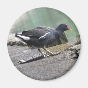 Imã Moorhen Magnet