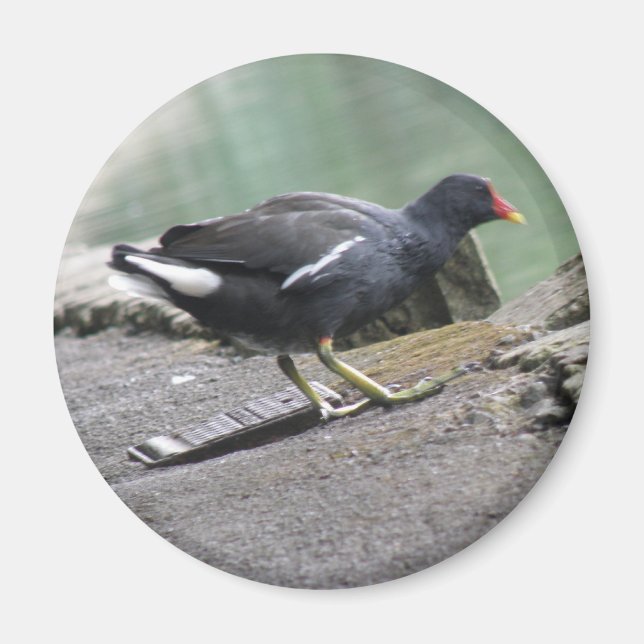 Imã Moorhen Magnet (Frente)
