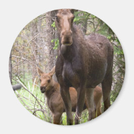Imã Moose Animal Forest Peace Love Destiny