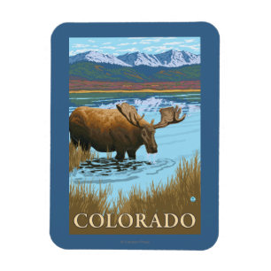 Ímã Moose DrinkingColorado