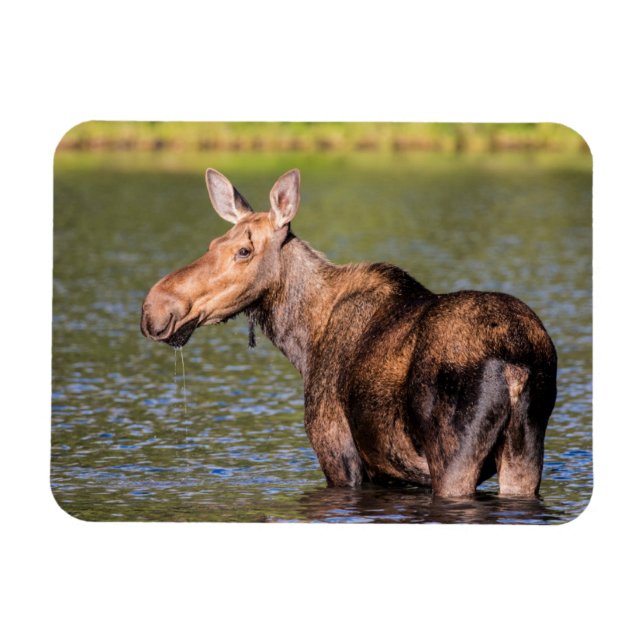 Ímã Moose Feeding in Glacier National Park, Montana (Horizontal)