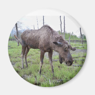 Imã Moose Magnet