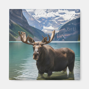 Imã Moose no Banff National Park Canadá