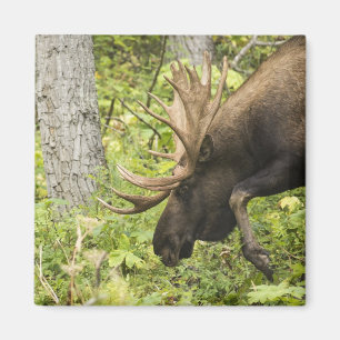 Imã Moose Sensante