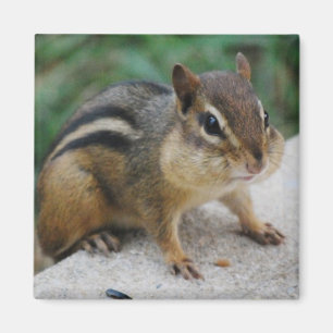 Imã Mordentes do Chipmunk