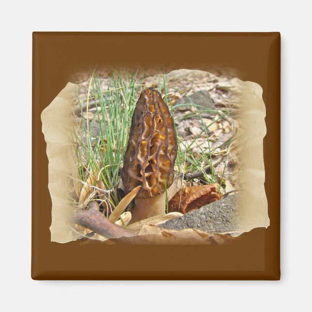 Imã Morel Mushroom (Frente)