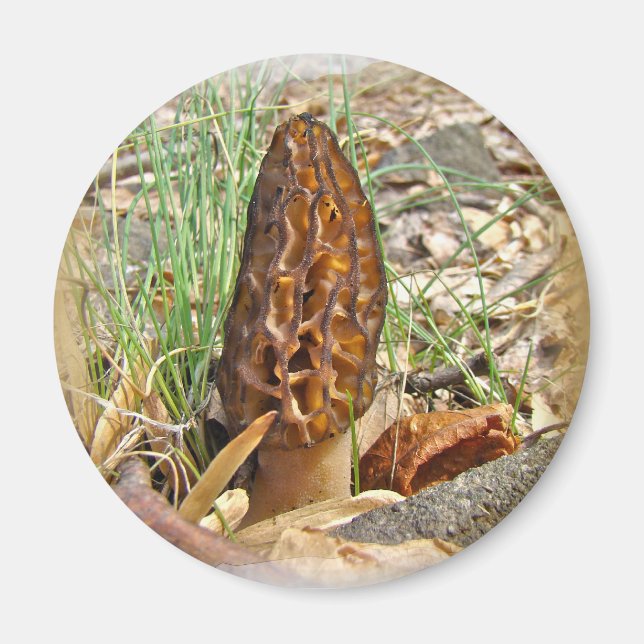 Imã Morel Mushroom (Frente)