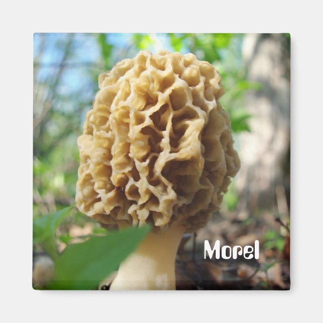 Imã Morel Mushroom Magnet (Frente)