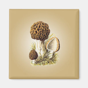 Imã Morel Mushroom Magnet