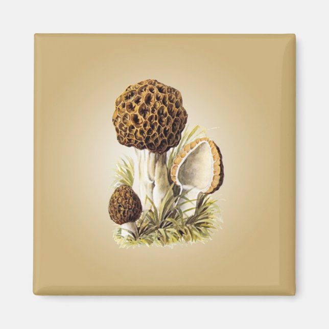 Imã Morel Mushroom Magnet (Frente)