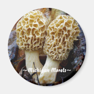 Imã Morels amarelos gêmeos, Morels~ ~Michigan