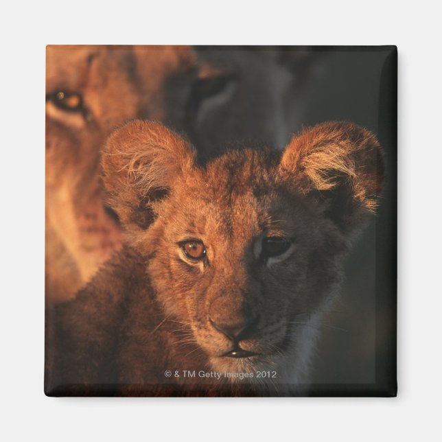 Imã Moremi Wildlife Reserve, Botswana 2 (Frente)