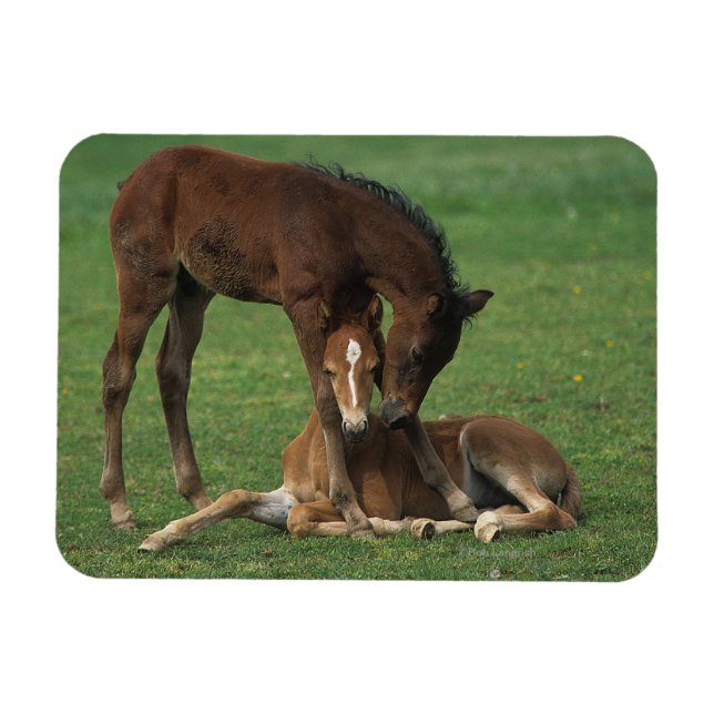 Ímã Morgan Foals Playing (Horizontal)